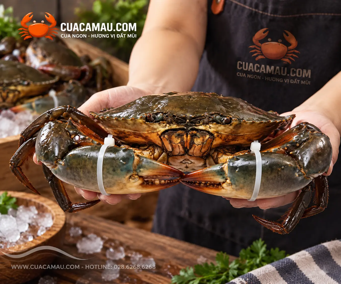 Cua Thịt&nbsp;Y7 Size Ngoại hạng